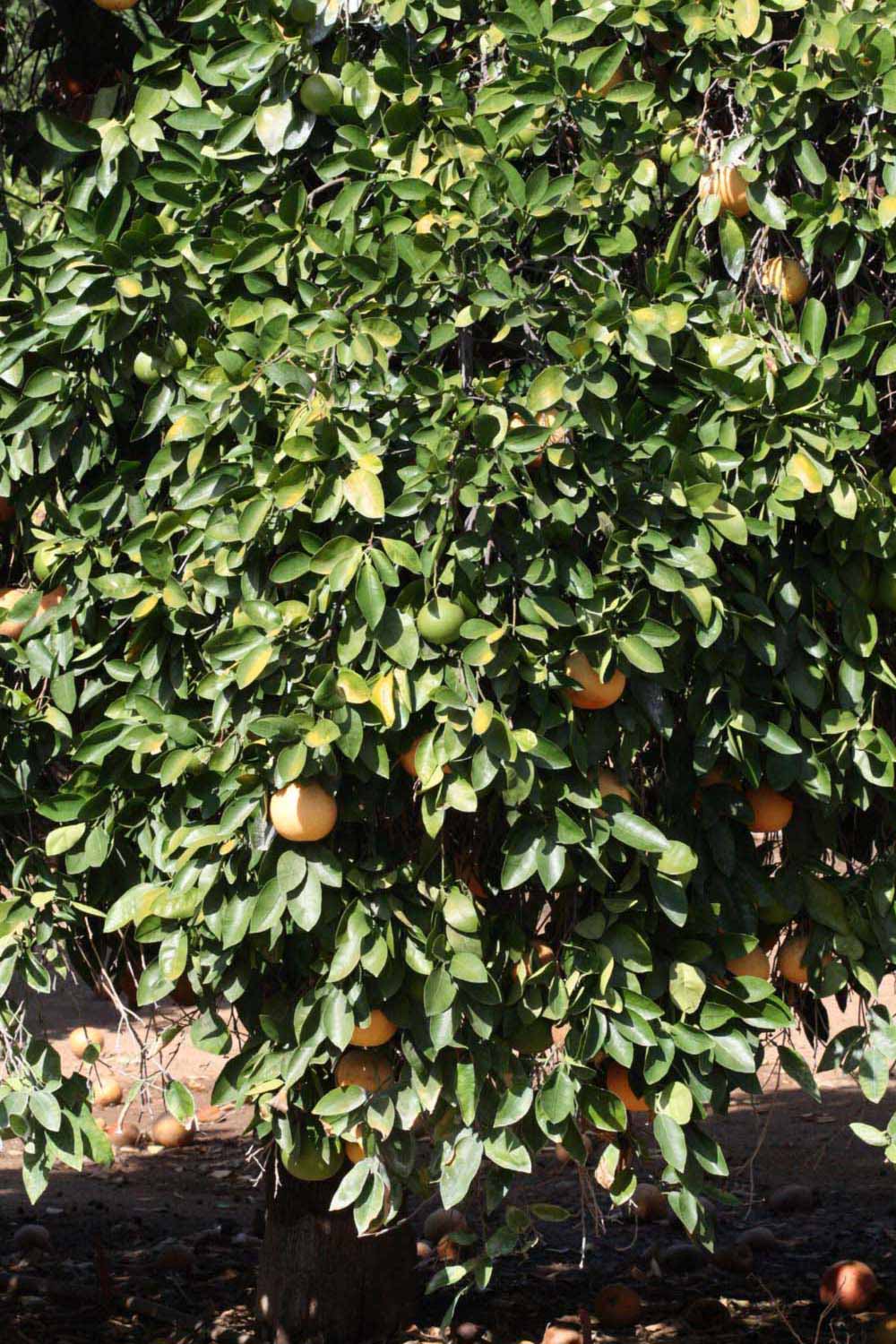            Habit (Riverside, CA)   